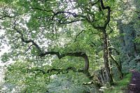 Arbre à enroulement