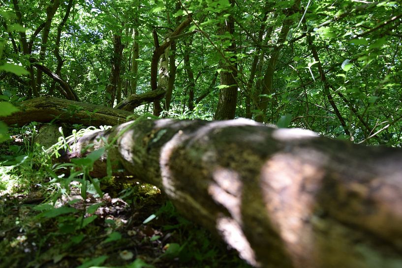 Gefallener Baum von Davy Otte
