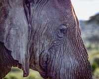 Tête d'éléphant, sud du Serengeti