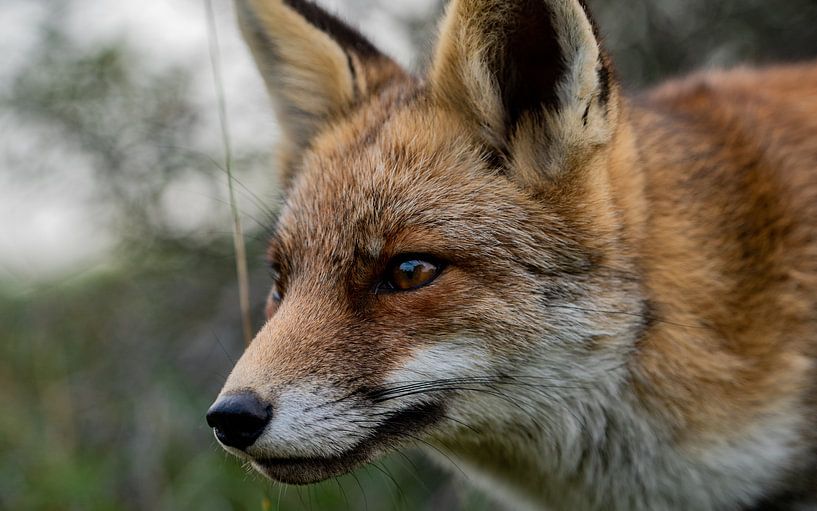 Verscholen vos in de duinen tussen het gras par Michael van der Tas