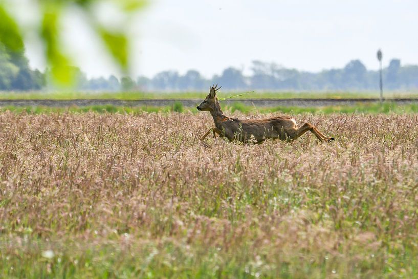 Reebok / Männliche Hirsche von Henk de Boer