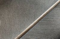 Feather Structure - macro picture of a bird's feather - black and white tones