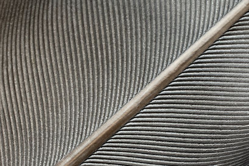 Struktur einer Feder von Marcel Mooij