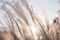 Goldenes Gräserfeld