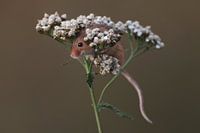 Zwergmaus (Micromys minutus)