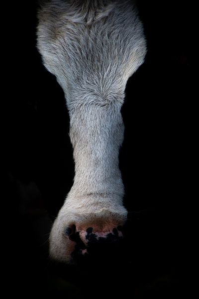 Enge Begegnung von Lana Goris