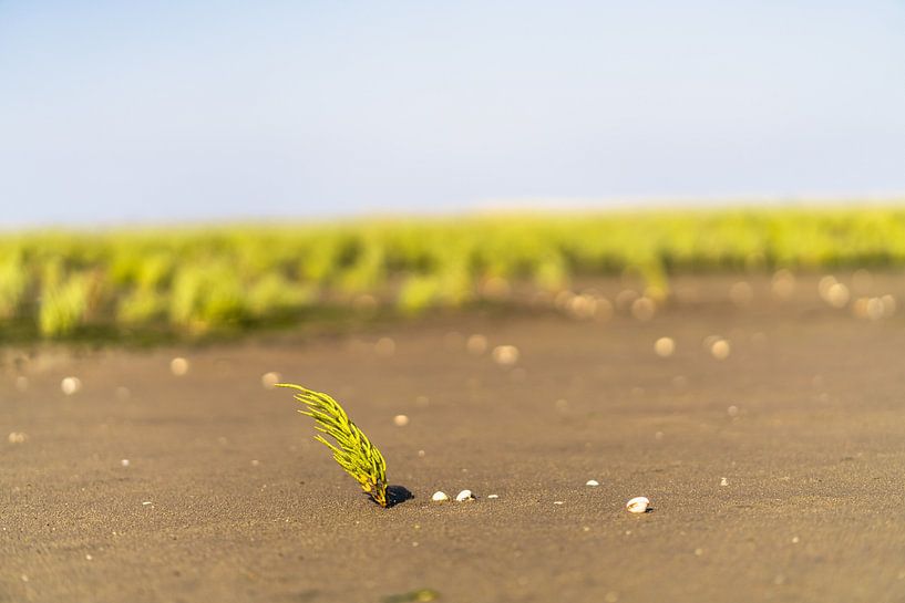 Eider à duvet dans la mer des Wadden par Catrin Grabowski
