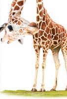 Funny Giraffe