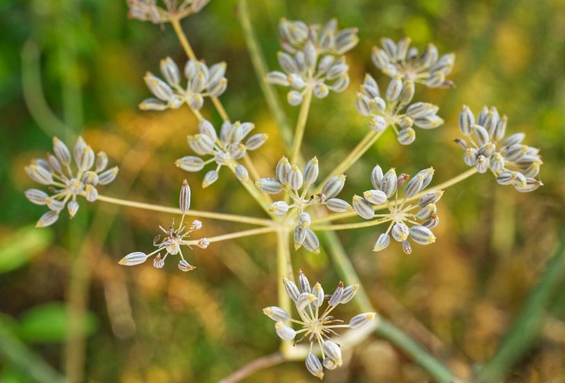 Plante de fenouil en graines par Iris Holzer Richardson