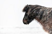 Icelander Iceland Horse