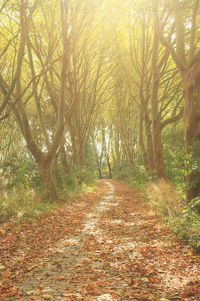 de dreef von Dirk Vervoort