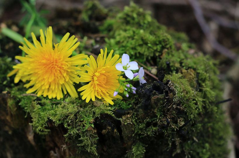 Paardenbloem op mos von Henriëtte Kelderman-Makaaij