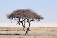 Etosha pan