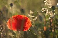 Klaproos met tegenlicht