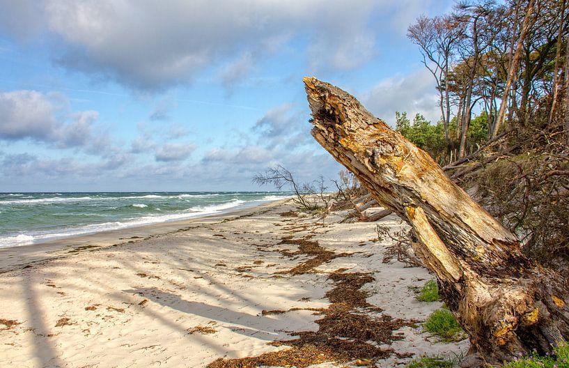 Wild Beach by Holger Felix