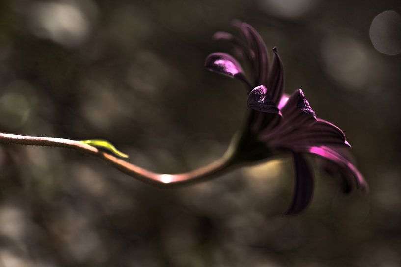 Nocturne von Martine Affre Eisenlohr