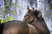 Kwpn-Pferd unter der Glyzinie