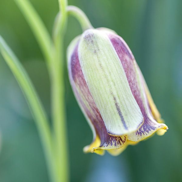 Kievitsbloemetje by Albert Mendelewski