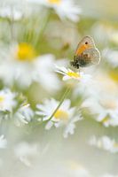 Hooibeestje tussen de bloemen