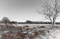 Mantingerzand in zwart-wit en wat roodbruin