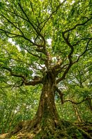 Der magische Hexenbaum