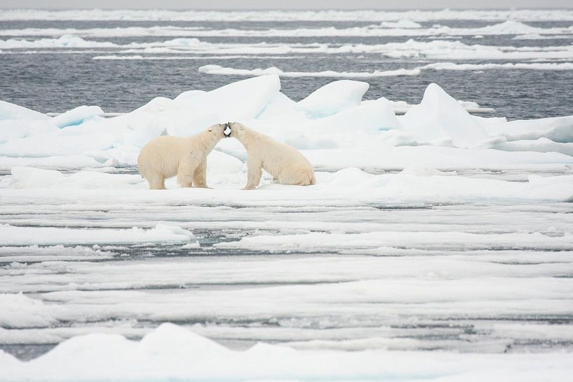 Kampf gegen Eisbären auf Svalbard von Caroline Piek
