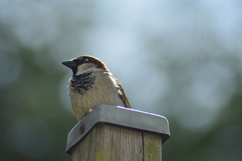 Moineau domestique par FotoGraaGHanneke