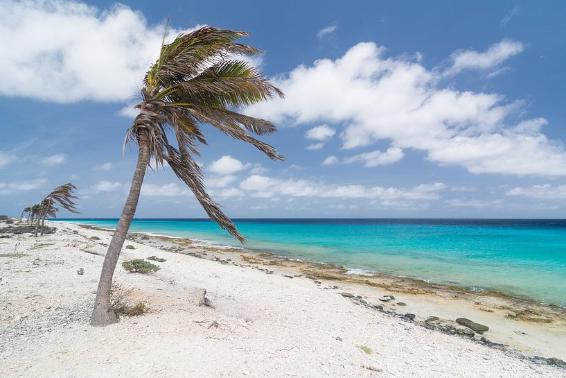 Caribbean Palm trees in the wind at the beach by Michel Geluk