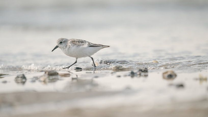 Kleines Pensum von Rik Verslype