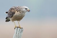 Roodschouderbuizerd op paal, Florida, Verenigde Staten