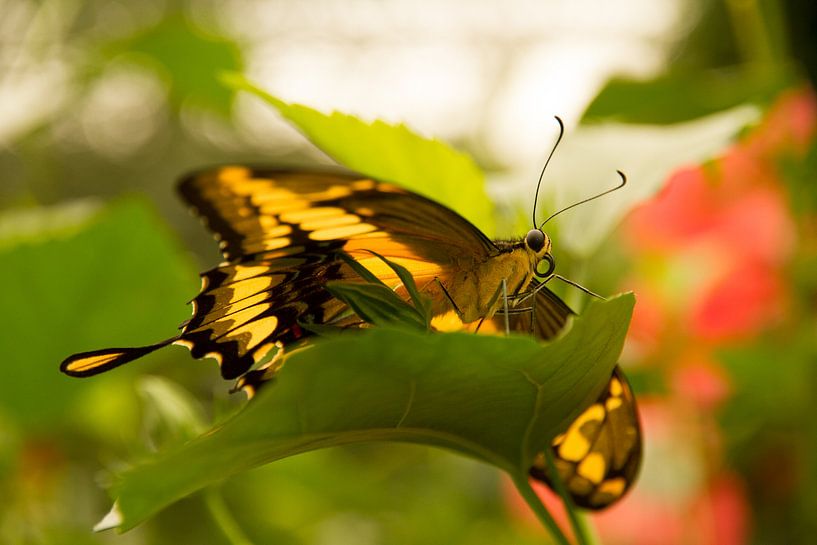 schmetterling von Guus Jamin
