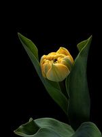 Yellow tulip on black