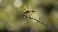 Libelle mit Hintergrundbeleuchtung