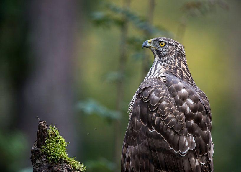 Northern Goshawk in autumn setting! by Robert Kok