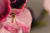 Sneaky hoverfly surrounded by pink