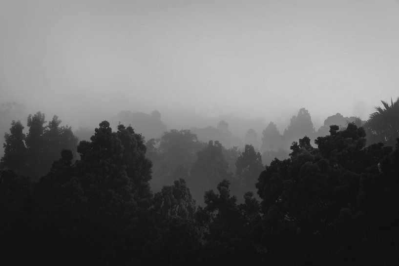 Dunkle Wälder von Studio Allee