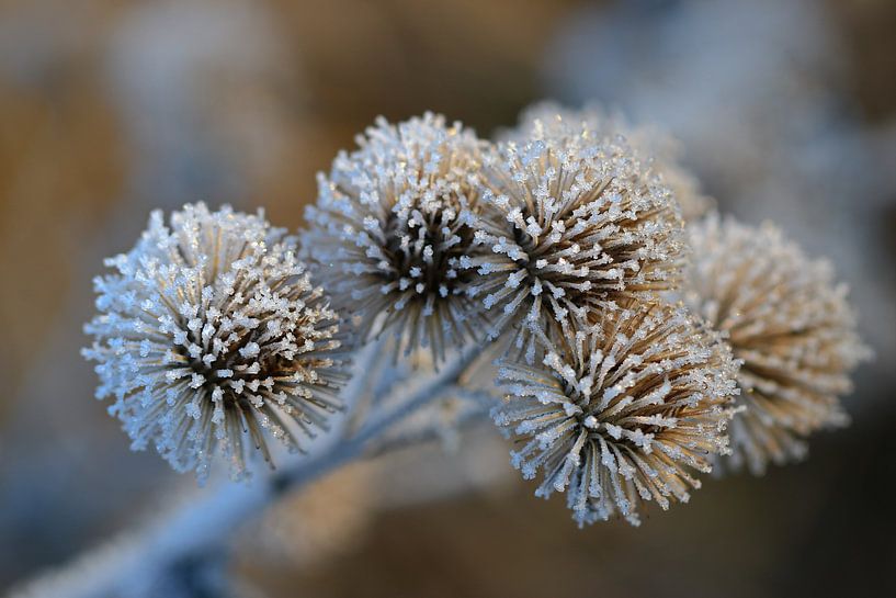 Withered burdock in winter by Bernhard Kaiser
