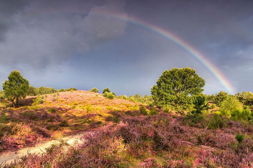 Arc-en-ciel au-dessus de la lande / Posbank par Ellen Thomassen