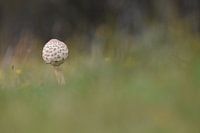 Pilz, Pilz, Pilz, Natur, grün, Gras, einsam, Herbst, Frühling, allein