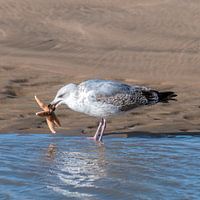 Mouette sur la plage avec étoile de mer