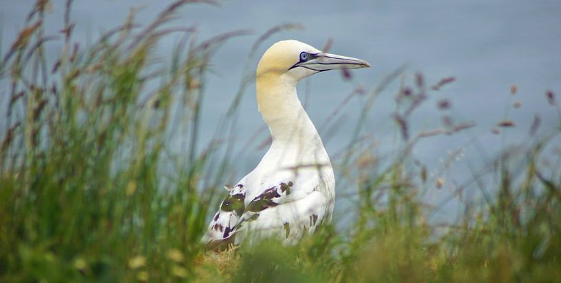 Vögel an den Bempton Cliffs von Babetts Bildergalerie