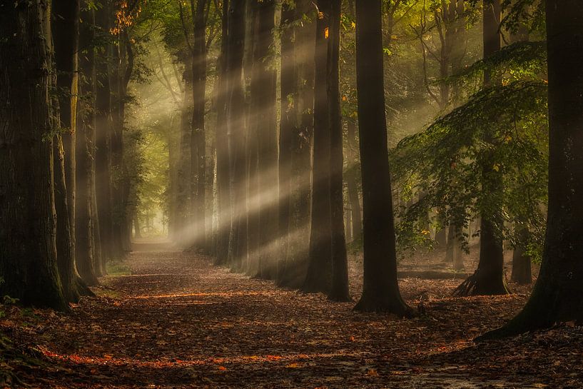 Des rayons de soleil magiques à travers la forêt par Moetwil en van Dijk - Fotografie