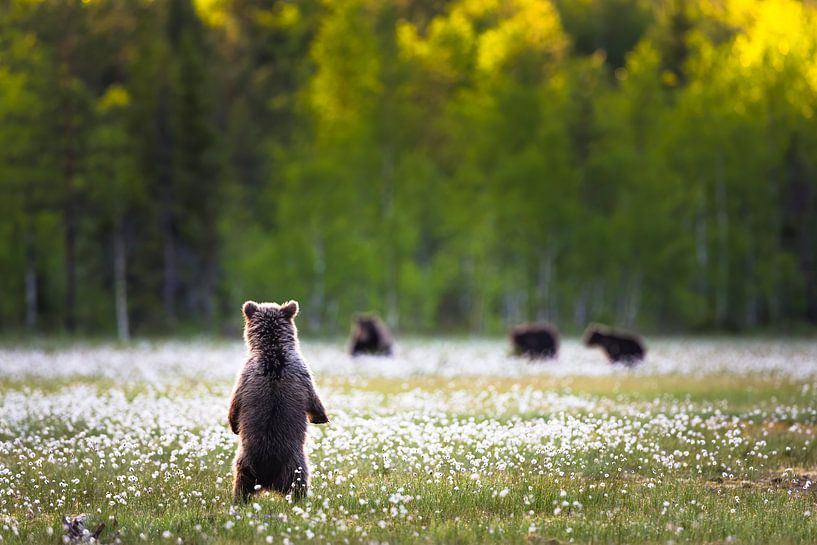 Wo bleibt ihr denn? von Daniela Beyer