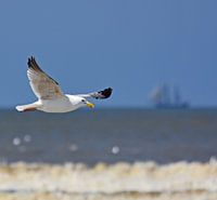 Meeuw in Scheveningen