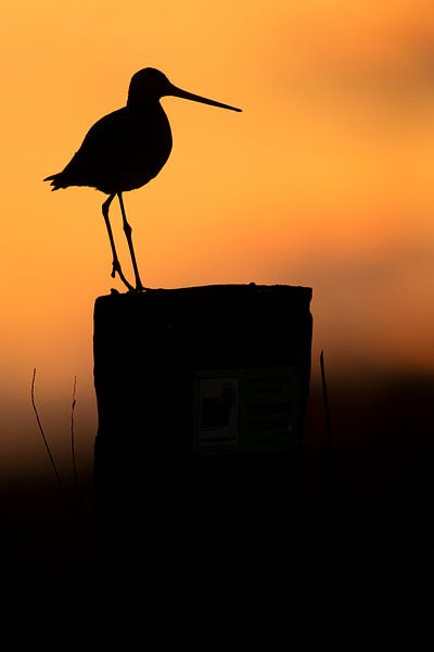 Schwarzschwanzschnepfe auf Stelzen im Gegenlicht bei Sonnenuntergang von Jeroen Stel