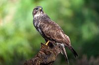 Bussard-Raubvogel