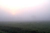schaap in mist