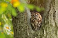 Tawny Owl sitting in a nesting hole in a tree  (Strix aluco).