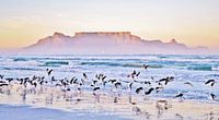 Seagulls on the beach and Table Mountain in Cape Town at sunrise
