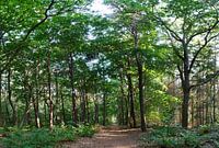 chemin forestier dans la forêt de la caisse d'épargne